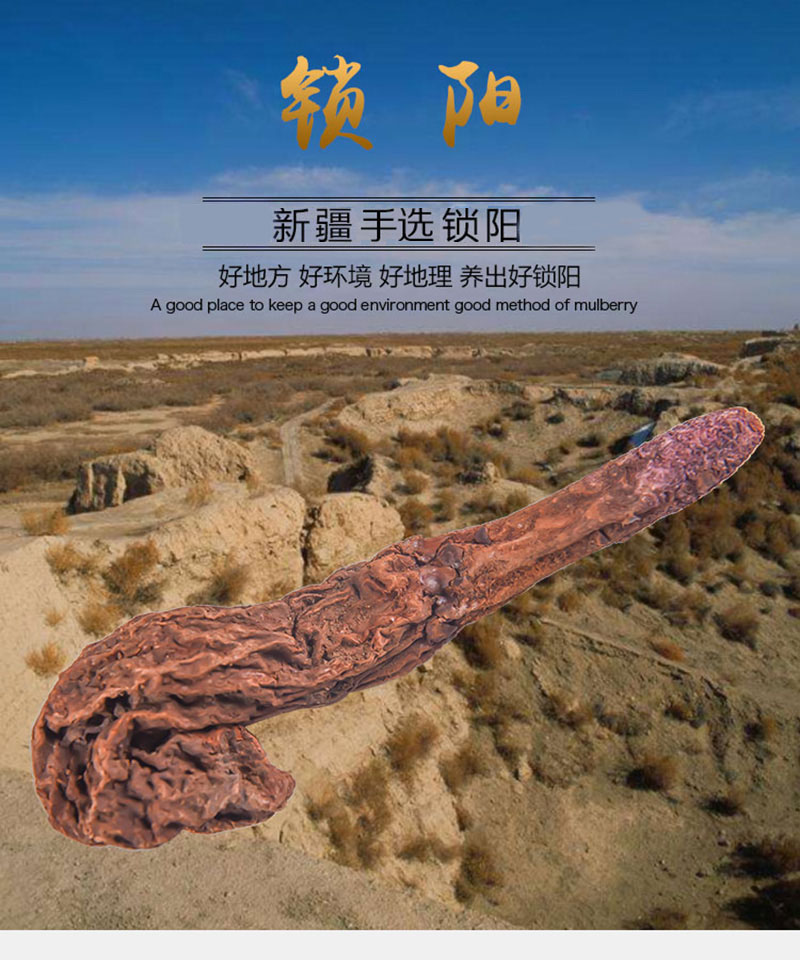 地理标志农产品——内蒙古阿拉善锁阳500g